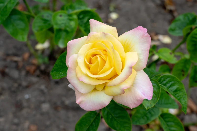 Rosier hybride de thé ‘Peace’ ( Rosa ‘Peace’)