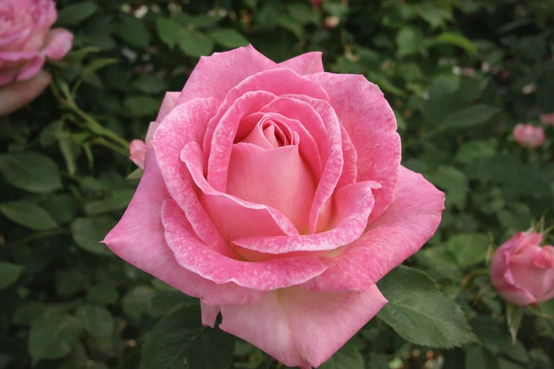 Rosier hybride de thé ‘Painted Porcelain’ ( Rosa ‘Painted Porcelain’)