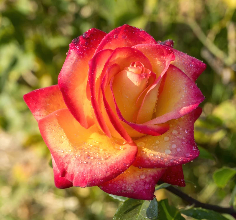 Rosier hybride de thé ‘Perfect Moment’ ( Rosa ‘Perfect Moment’)