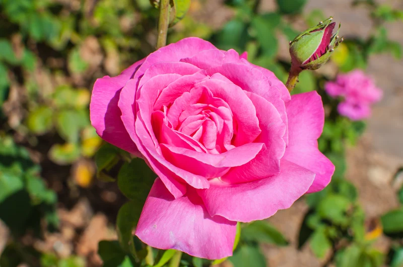 Rosier hybride de thé ‘Perfume Delight’ ( Rosa ‘Perfume Delight’)