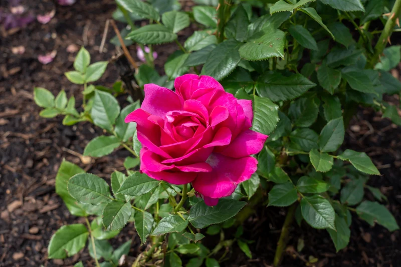 Rosier hybride de thé ‘Perfume Factory’ ( Rosa ‘Perfume Factory’)