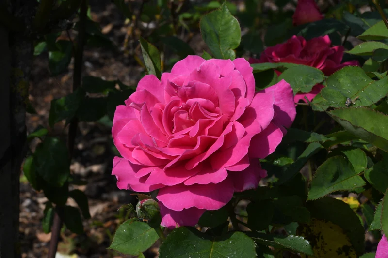 Rosier hybride de thé ‘Pink Peace’ ( Rosa ‘Pink Peace’)