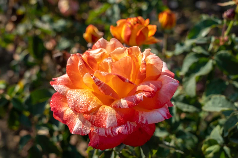 Rosier hybride de thé ‘Rainbow Niagara’ ( Rosa ‘Rainbow Niagara’)