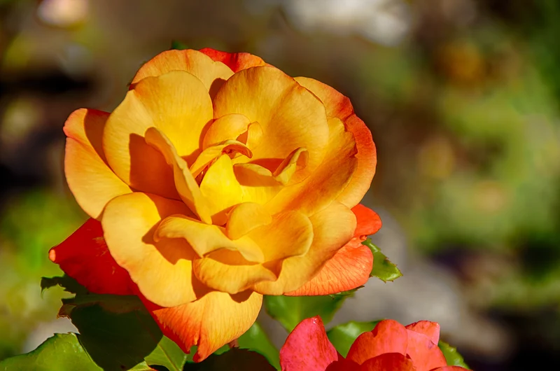 Rosier hybride de thé ‘Rio Samba’ ( Rosa ‘Rio Samba’)