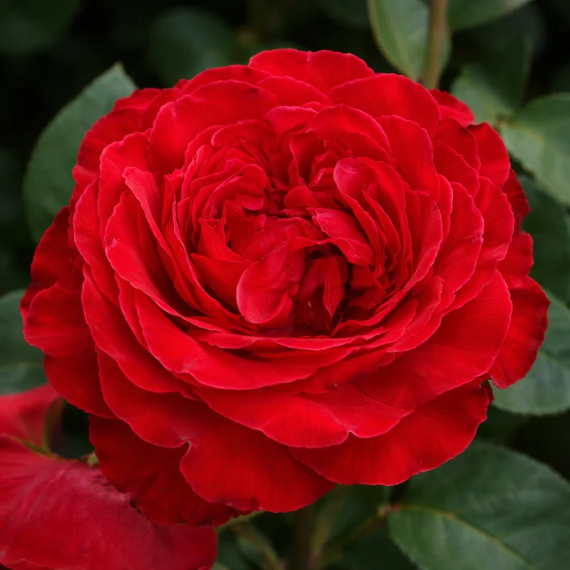 Rosier hybride de thé ‘Rita Mcneil’ ( Rosa ‘Rita Mcneil’)