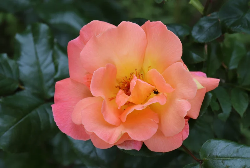 Rosier hybride de thé ‘Rosemary Harkness’ ( Rosa ‘Rosemary Harkness’)