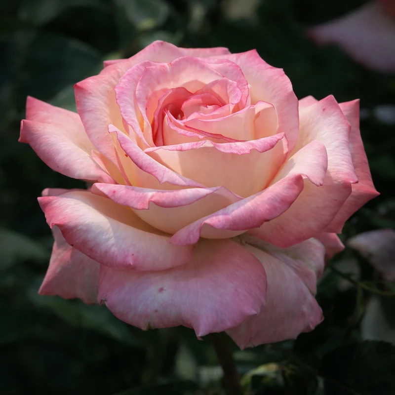 Rosier hybride de thé ‘Secret’ ( Rosa ‘Secret’)