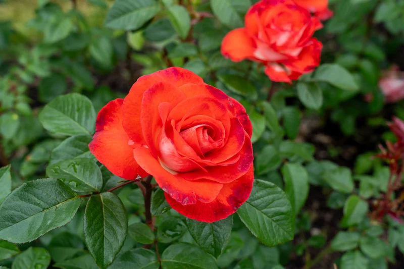 Rosier hybride de thé ‘Smokin' Hot’ ( Rosa ‘Smokin' Hot’)
