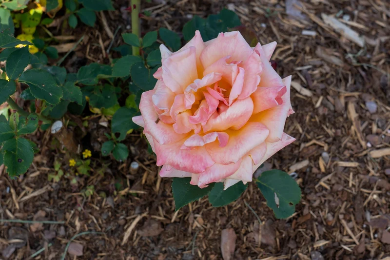 Rosier hybride de thé ‘Special Occasion’ ( Rosa ‘Special Occasion’)