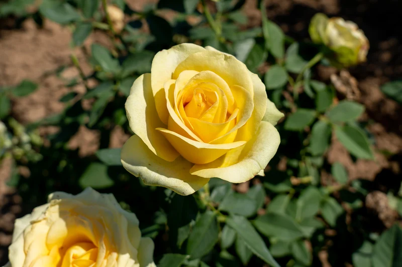 Rosier hybride de thé ‘St. Patrick’ ( Rosa ‘St. Patrick’)