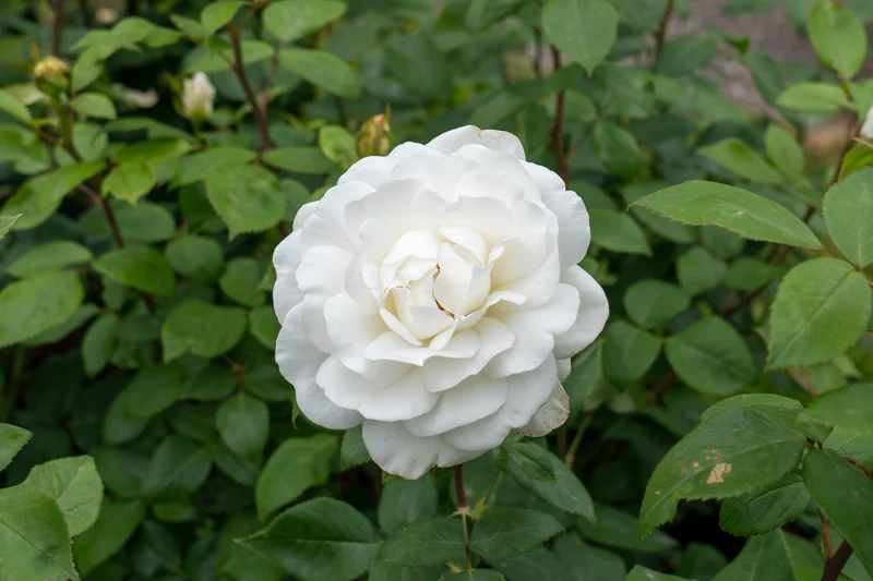 Rosier hybride de thé ‘Sugar Moon’ ( Rosa ‘Sugar Moon’)