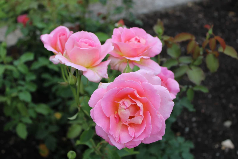 Rosier hybride de thé ‘Tiffany’ ( Rosa ‘Tiffany’)