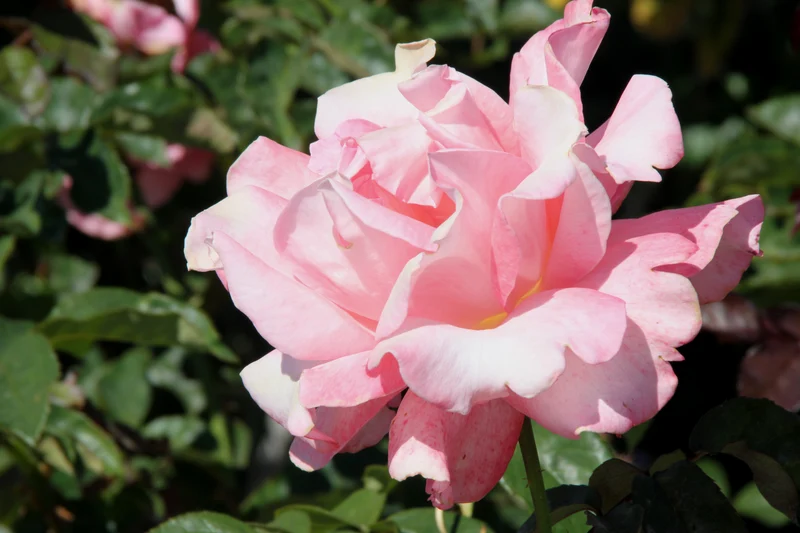 Rosier hybride de thé ‘Touch of Class’ ( Rosa ‘Touch of Class’)