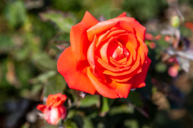 Rosier hybride de thé ‘Tropicana’ ( Rosa ‘Tropicana’)