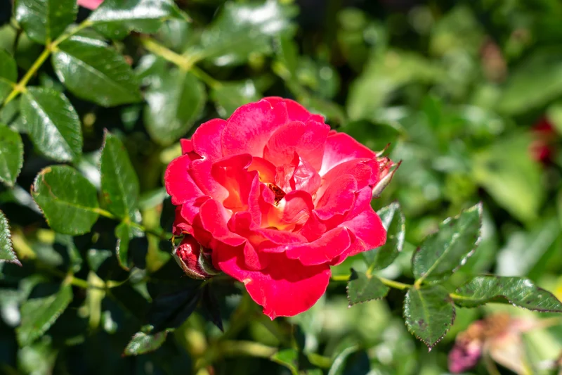 Rosier miniature ‘Be My Baby’ ( Rosa ‘Be My Baby’)