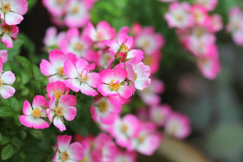 Rosier miniature ‘Cutie Pie’ ( Rosa ‘Cutie Pie’)