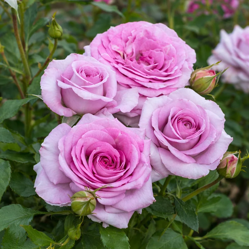 Rosier miniature floribunda ‘Life's Little Pleasures’ ( Rosa ‘Life's Little Pleasures’)