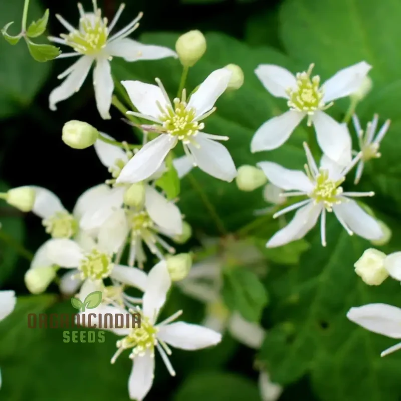 Virgin's Bower Seeds - Exquisite Clematis Planting Seeds for Your Garden