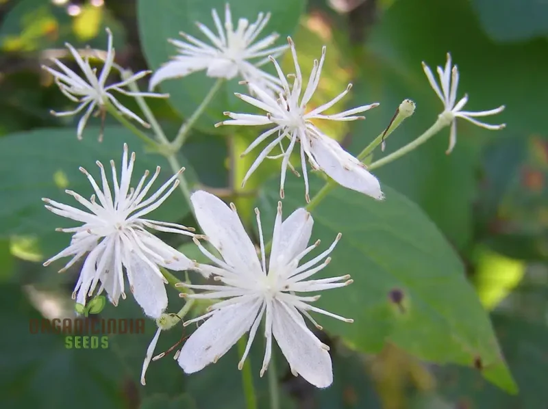 Virgin's Bower Seeds - Exquisite Clematis Planting Seeds for Your Garden