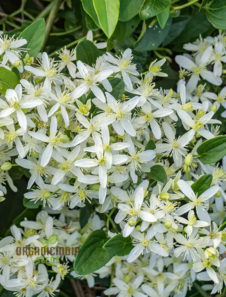 Virgin's Bower Seeds - Exquisite Clematis Planting Seeds for Your Garden