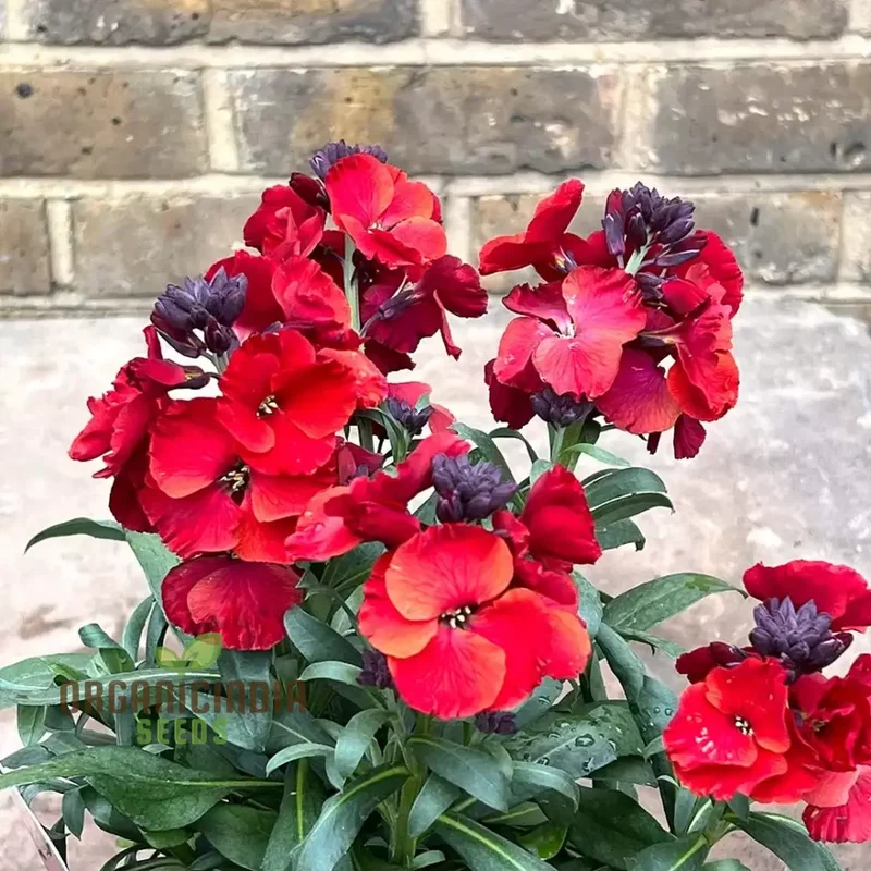 Wallflower Seeds (Purple Red Wallflower Seeds) - Stunning Colorful Blooms for Gardens