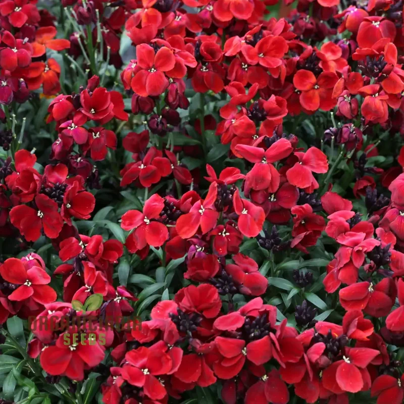 Wallflower Seeds (Purple Red Wallflower Seeds) - Stunning Colorful Blooms for Gardens