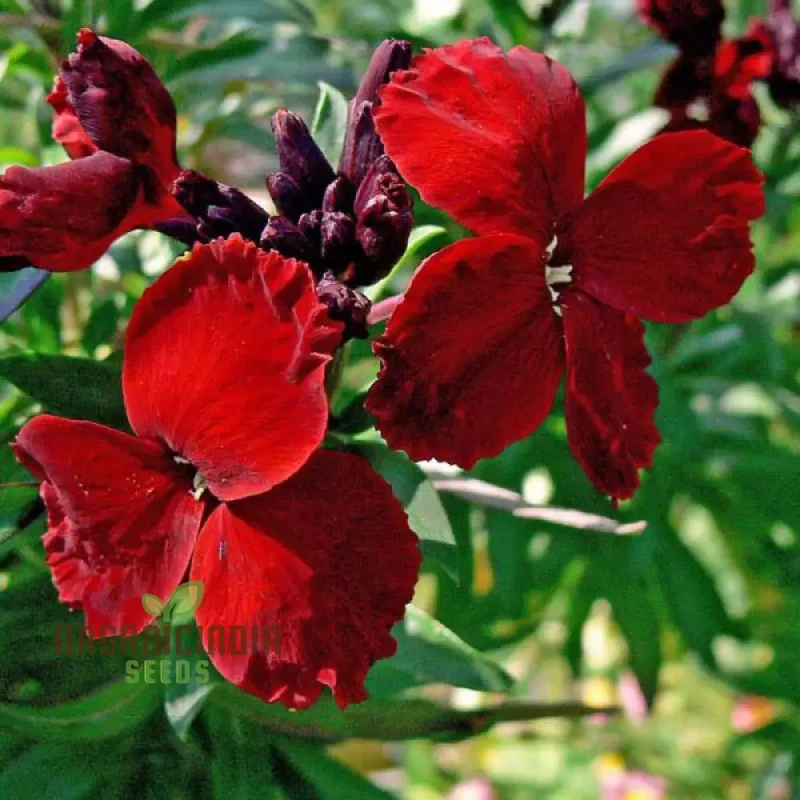 Wallflower Seeds (Purple Red Wallflower Seeds) - Stunning Colorful Blooms for Gardens