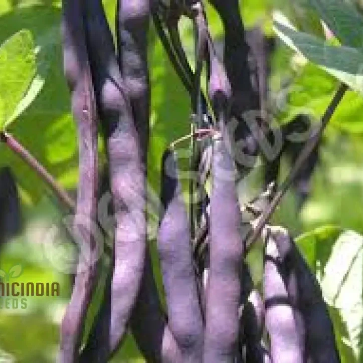 Purple King Seeds for Planting - High Quality Organic Seed Varieties