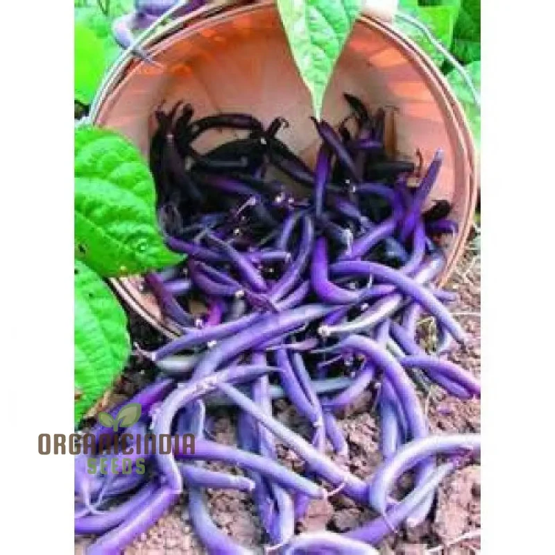 Purple King Seeds for Planting - High Quality Organic Seed Varieties