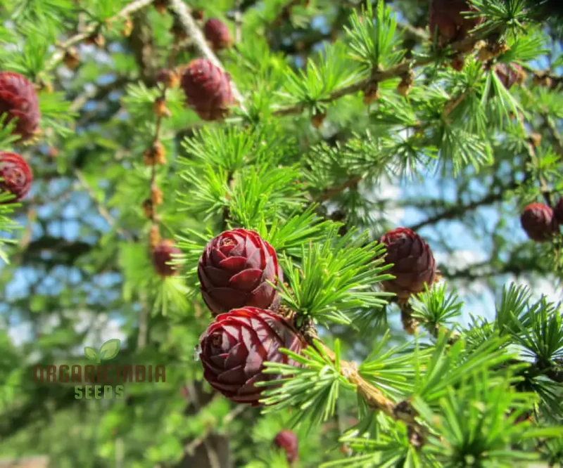 European Larch Seeds - Larix decidua - Premium Quality, Planting Instructions Included