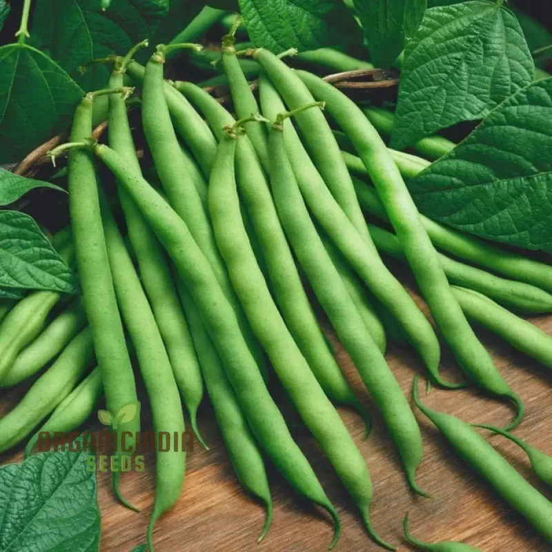 Blue Lake Seeds - Premium Quality for Planting Success in Your Garden