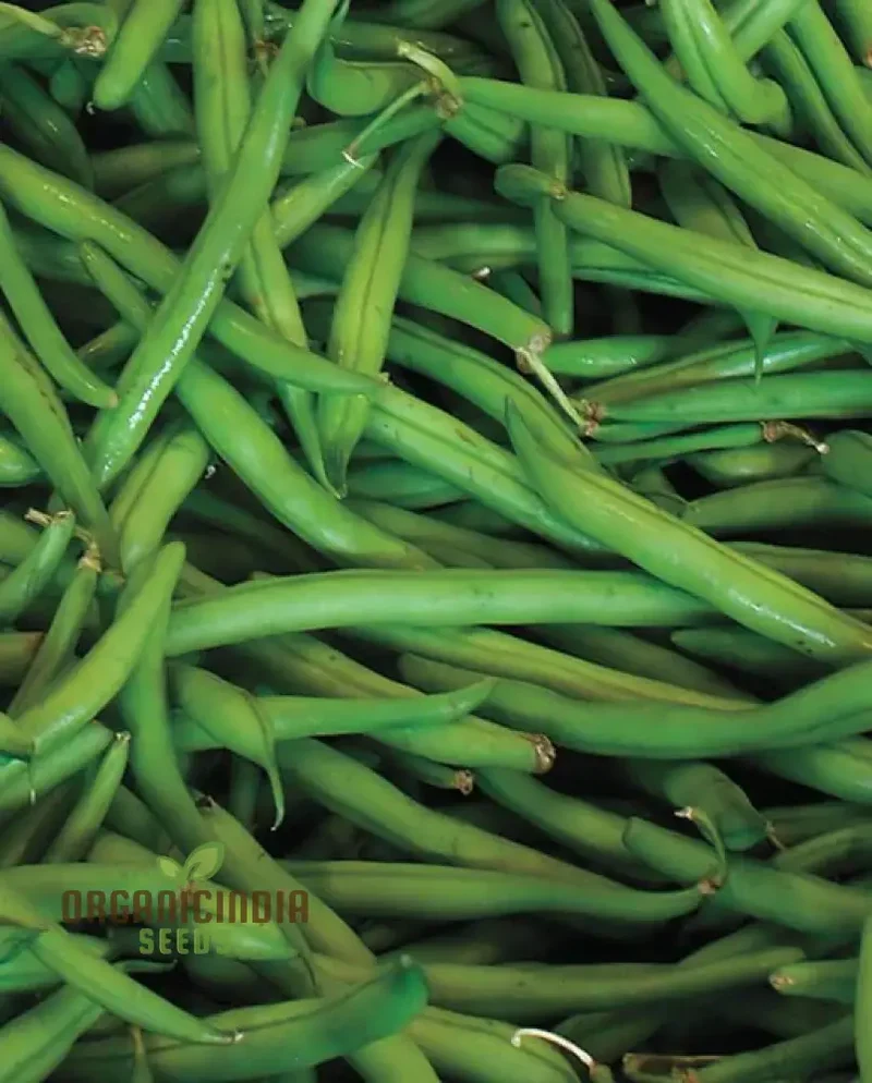 Blue Lake Seeds - Premium Quality for Planting Success in Your Garden