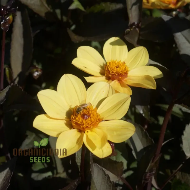 Dahlia Happy Single Party Flower Seeds For Planting, Bright and Cheerful Dahlia Seeds for a Vibrant Garden Celebration