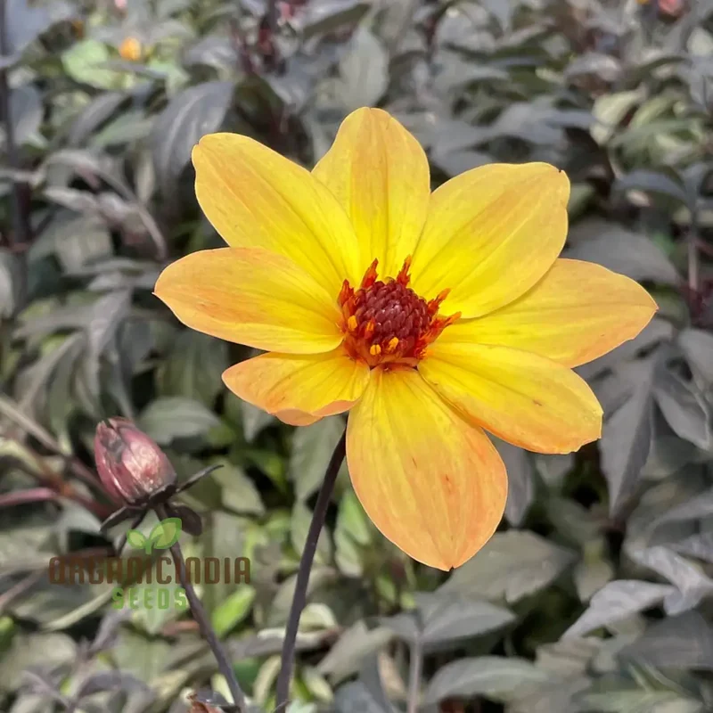Dahlia Happy Single Party Flower Seeds For Planting, Bright and Cheerful Dahlia Seeds for a Vibrant Garden Celebration