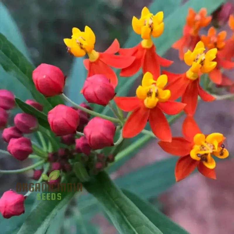 Asclepias Seeds (Milkweed Flower Seeds) - Monarch Butterfly Friendly Blooms