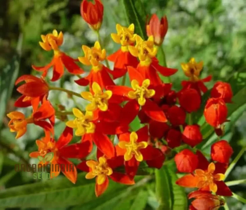 Asclepias Seeds (Milkweed Flower Seeds) - Monarch Butterfly Friendly Blooms
