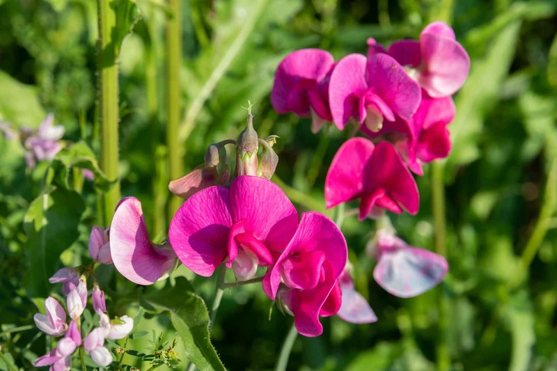 Sweet Pea (Tall) Old Times Flower Seeds For Planting, Classic, Fragrant Tall Sweet Peas for a Timeless Garden Display