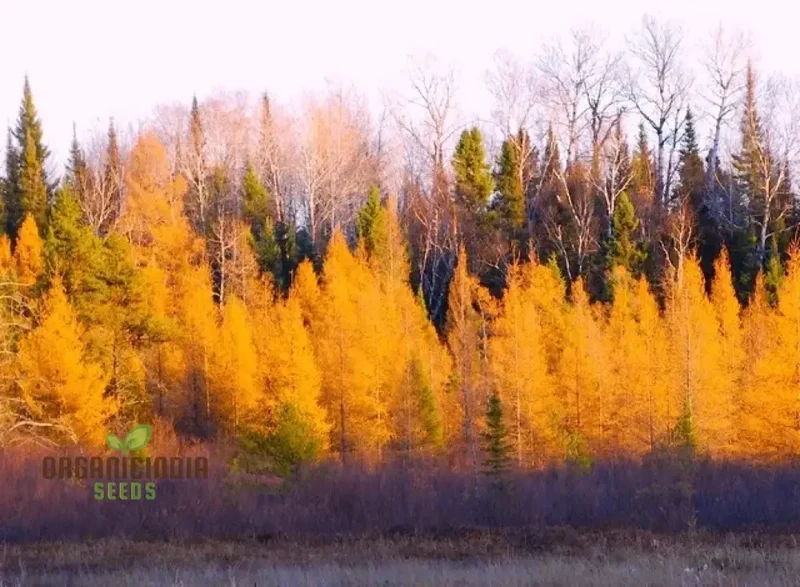 Japanese Larch Seeds - Larix Kaempferi | Planting Guide Included | Premium Quality Seeds for Home Gardening