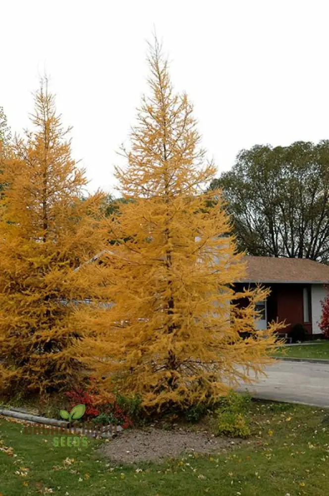 Japanese Larch Seeds - Larix Kaempferi | Planting Guide Included | Premium Quality Seeds for Home Gardening