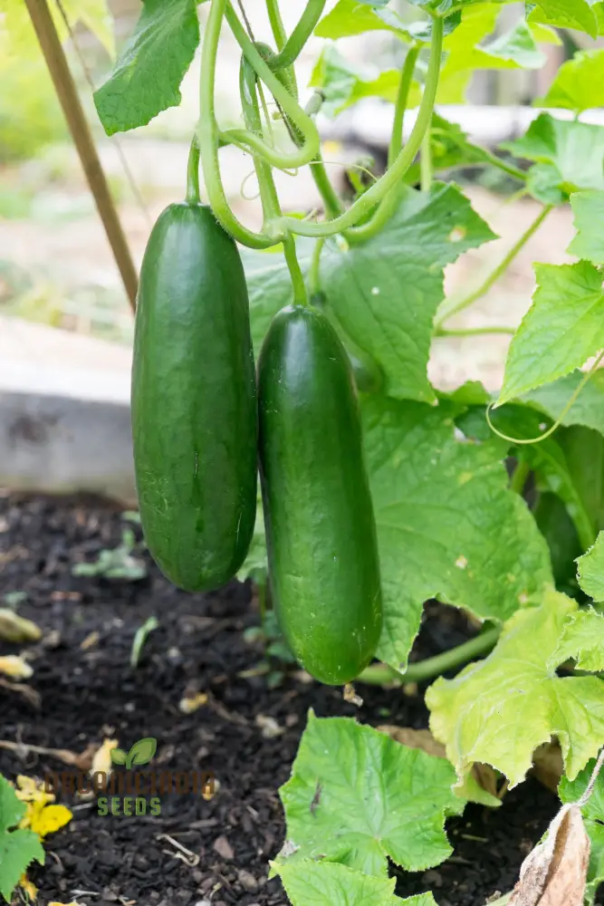 Cucumber La Diva Vegetable Seeds for Planting, Premium Cucumbers Seeds Perfect for Home Gardens Easy to Grow