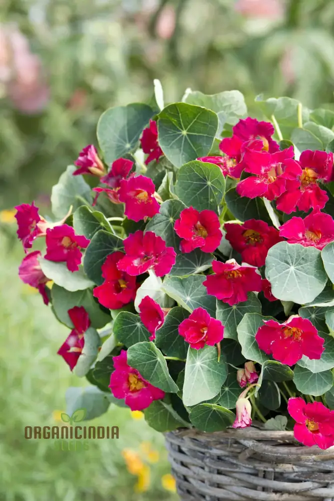 Nasturtium Baby Deep Rose Flower Seeds For Planting, Beautiful Deep Rose Nasturtium Seeds for a Vibrant Garden