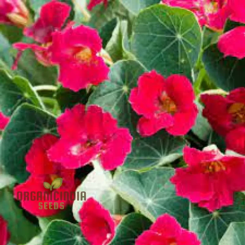 Nasturtium Baby Deep Rose Flower Seeds For Planting, Beautiful Deep Rose Nasturtium Seeds for a Vibrant Garden
