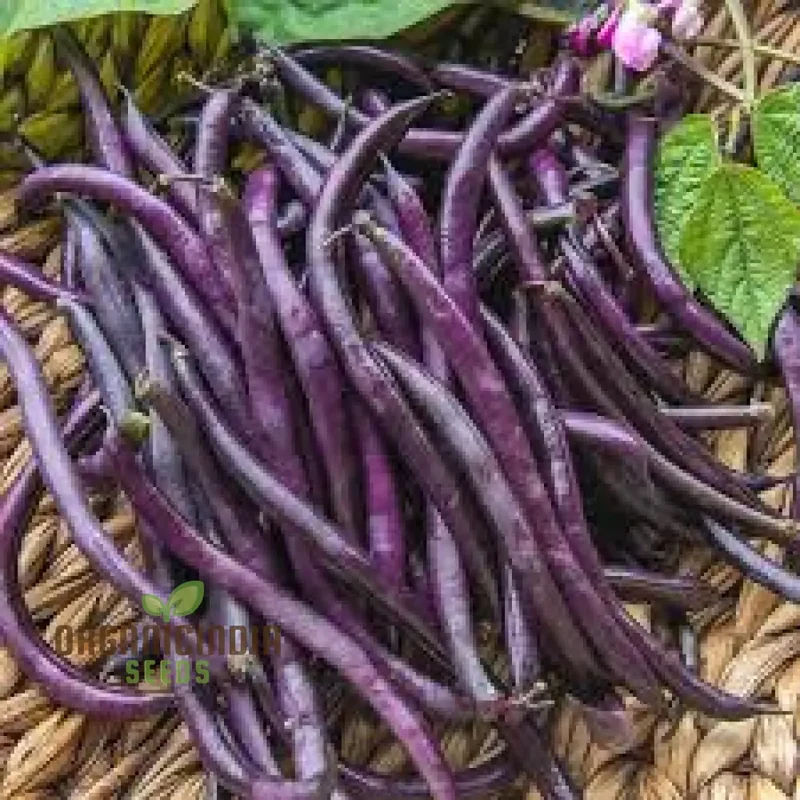 Royal Burgundy Seeds - Premium Quality for Vibrant Gardens | Buy Seeds for Planting Online