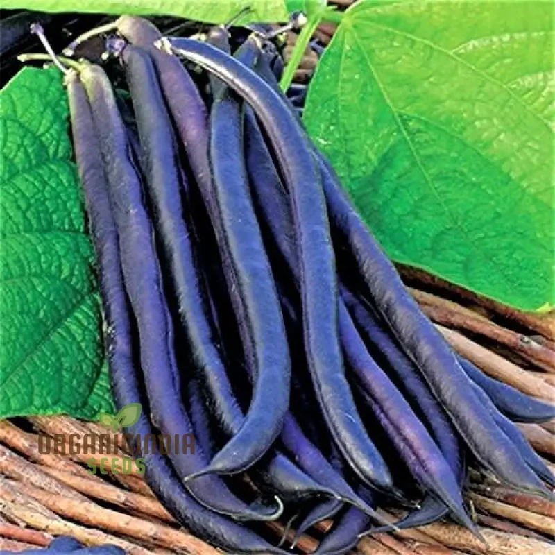 Royal Burgundy Seeds - Premium Quality for Vibrant Gardens | Buy Seeds for Planting Online
