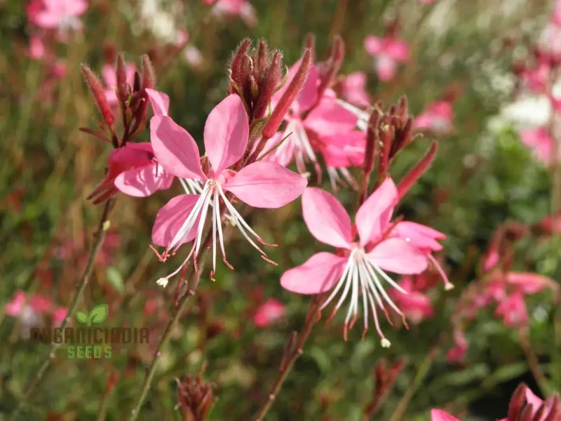 Bee Blossom Seeds - Premium Planting Selection for Vibrant Gardens