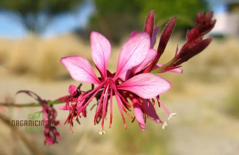Bee Blossom Seeds - Premium Planting Selection for Vibrant Gardens