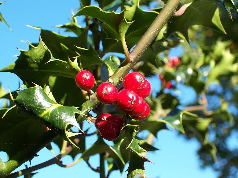 Finetooth Holly Seeds - Ilex Serrata for Planting in Gardens | Hardy Evergreen Shrub with Berries