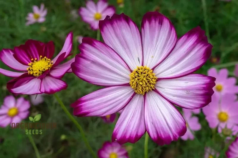 Cosmos Candy stripe Seeds - Vibrant Flowers for Planting Enthusiasts