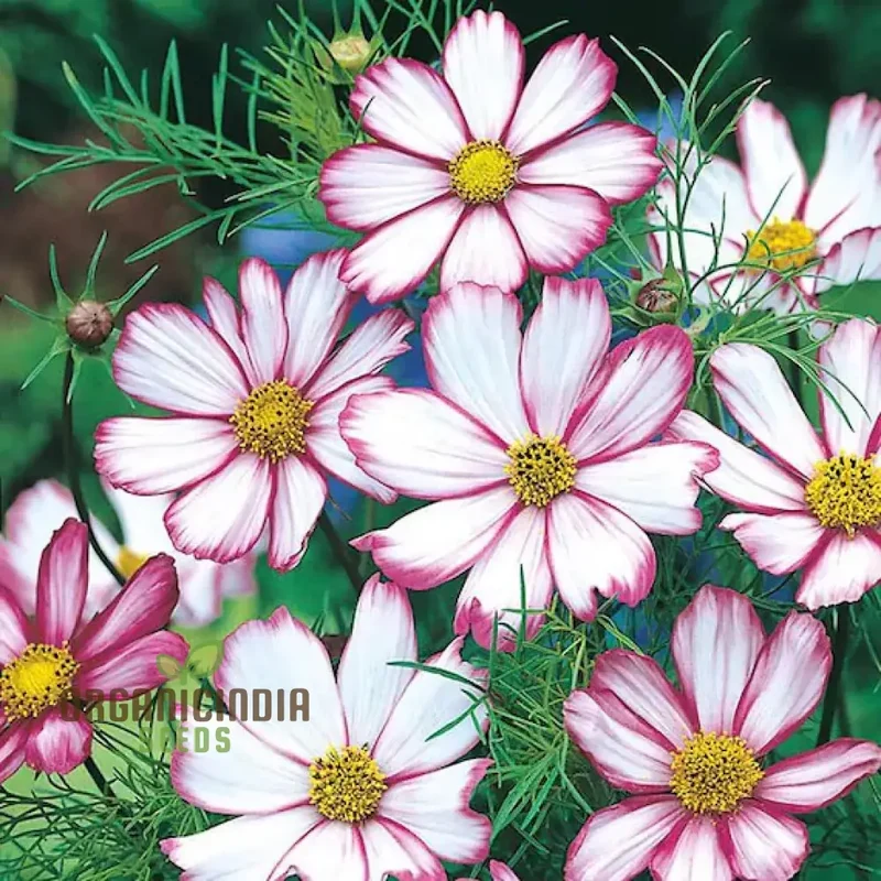 Cosmos Candy stripe Seeds - Vibrant Flowers for Planting Enthusiasts
