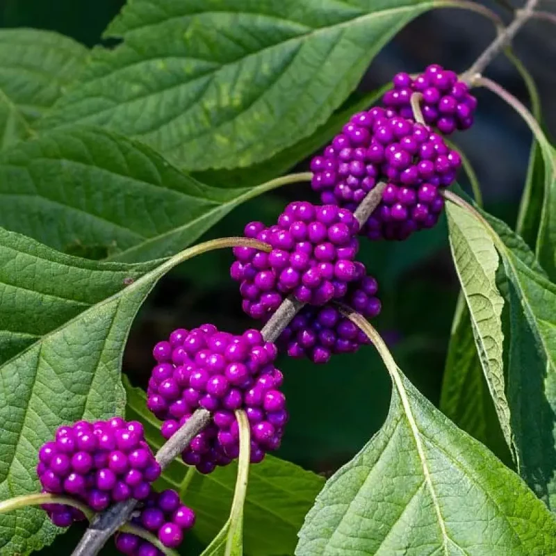Purple Beautyberry Seeds - Callicarpa Dichotoma - Planting Guide Included